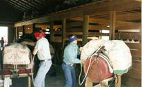 Tim Dowd With Horses